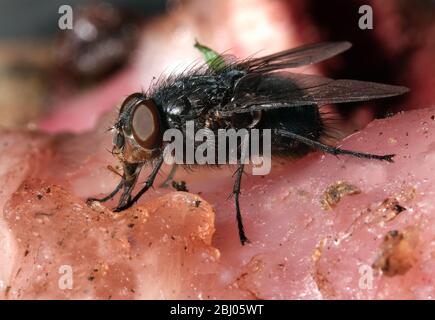 Die Hausfliege ist eine Fliege des Unterauftrages Cyclorrhapha. Es wird angenommen, dass sie sich in der Cenozoic Ära, möglicherweise im Nahen Osten, entwickelt hat und sich al verbreitet hat Stockfoto