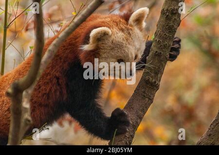 Ein kleiner Panda klettert in einen Baum Stockfoto