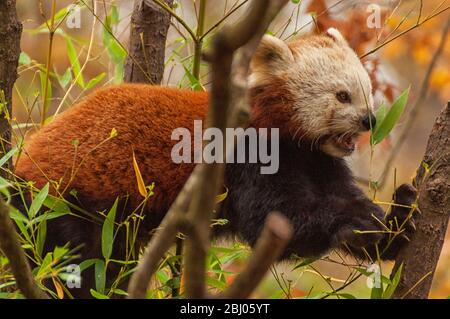 Ein kleiner Panda klettert in einen Baum Stockfoto