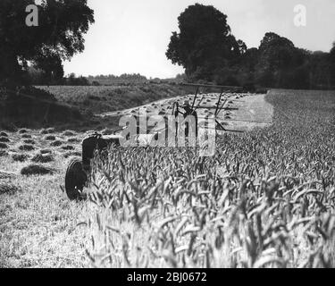 Zwei Bilder, die aus fast demselben Blickwinkel auf dem Grays Farm Estate (LCC) in der Nähe von Orpington, Kent, aufgenommen wurden. (X Ref. M00982242). - Dieses erste Bild zeigt das Land, als es für die Landwirtschaft genutzt wurde - mit einer ausgezeichneten Weizenernte. - das heutige Bild (X Ref.) zeigt die Fortschritte der Bauherren. Nur der Baum links und die Kopse rechts oben bleiben von der ursprünglichen Ansicht. - Häuser werden mit einer Rate von 30/40 pro Woche gebaut und werden viele Tausende von Londoner Arbeitern beherbergen. - 10. Februar 1950 Stockfoto