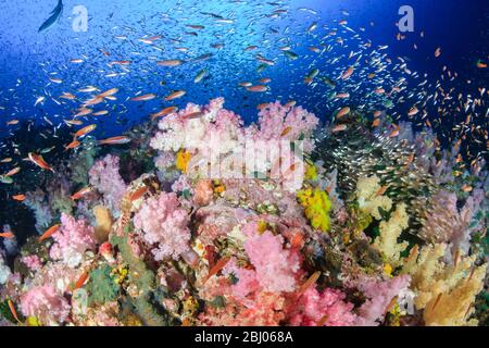 Wunderschöne Hart- und Weichkorallen umgeben von tropischen Fischen auf einem bunten, gesunden tropischen Riff in Thailand Stockfoto