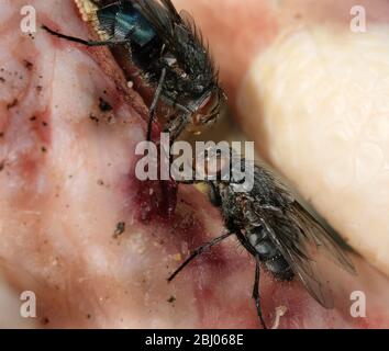 Die Hausfliege ist eine Fliege des Unterauftrages Cyclorrhapha. Es wird angenommen, dass sie sich in der Cenozoic Ära, möglicherweise im Nahen Osten, entwickelt hat und sich al verbreitet hat Stockfoto