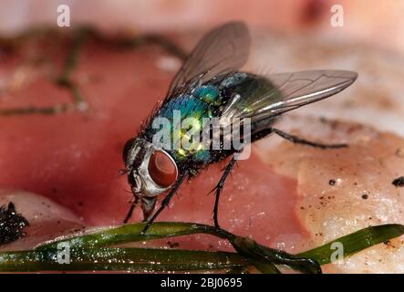 Die gewöhnliche grüne Flaschenfliege ist eine in den meisten Gebieten der Welt gefundene Blowfly und ist die bekannteste der zahlreichen grünen Flaschenfliegenarten Stockfoto