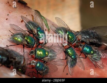 Die gewöhnliche grüne Flaschenfliege ist eine in den meisten Gebieten der Welt gefundene Blowfly und ist die bekannteste der zahlreichen grünen Flaschenfliegenarten Stockfoto