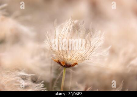 Baumwollgrasblume (Eriophorum) aus nächster Nähe im Jasper National Park, Alberta, Kanada Stockfoto