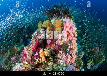 Wunderschöne Hart- und Weichkorallen umgeben von tropischen Fischen auf einem bunten, gesunden tropischen Riff in Thailand Stockfoto