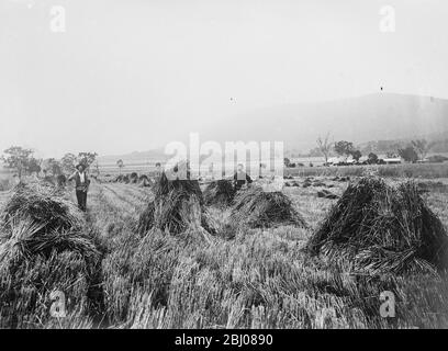 Weizenfarm, Killarney Railway, Queensland. - 23. März 1923 Stockfoto