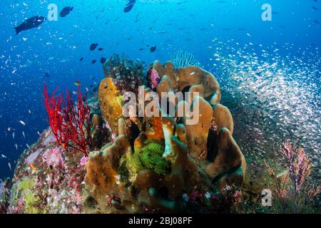 Wunderschöne Hart- und Weichkorallen umgeben von tropischen Fischen auf einem bunten, gesunden tropischen Riff in Thailand Stockfoto