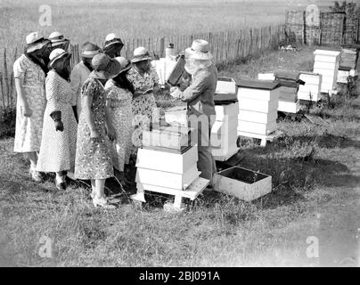 Swanley College Mädchen in Bienenausbildung. - 1934 Stockfoto