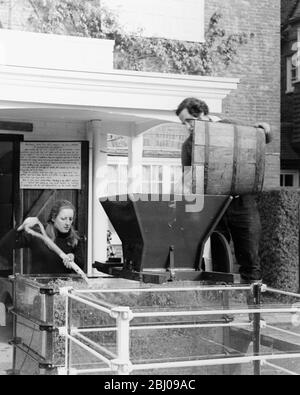 Bild zeigt: Hambledon Weinberg: Die Trauben vor der Pressung zerkleinern. Stockfoto