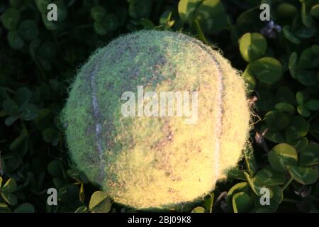 Tennisball auf Kleeblätter Stockfoto