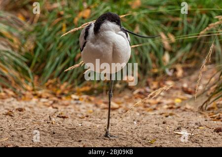 Ein Avocet steht auf einem Bein Stockfoto