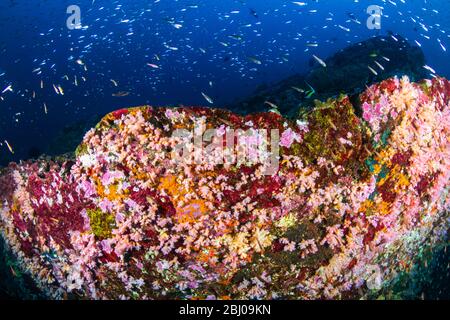 Wunderschöne Hart- und Weichkorallen umgeben von tropischen Fischen auf einem bunten, gesunden tropischen Riff in Thailand Stockfoto