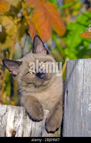 Liebenswert verspielt Siamese Kätzchen liegen auf log in Garten, Porträt. Stockfoto