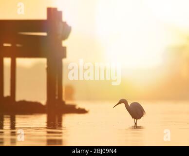 Hintergrundbeleuchtete LittleReiher, Egretta garzetta, Suche nach Fisch an einem alten Pier mit Kopf gedreht in goldenem Licht bei Sonnenaufgang gebadet. Aufgenommen bei Stanpit Marsh UK Stockfoto
