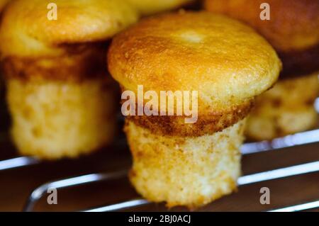 Kleine glutenfreie Kuchen in großen Kuchenform gekocht. Rezept mit Fotokauf erhältlich Stockfoto
