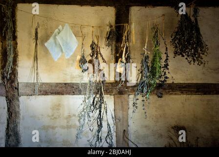 Trauben von frischen Kräutern hängen im Inneren des fünfzehnten Jahrhunderts Hütte im Singleton Museum, West Sussex - Stockfoto