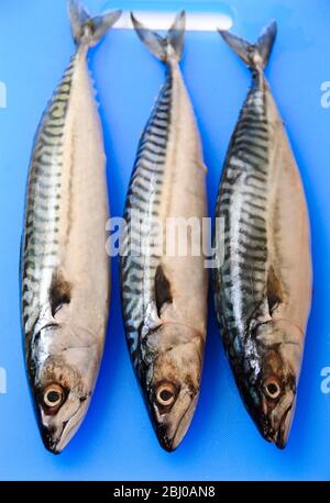 Drei frische ganze Makrele auf blauem Fisch Schneidebrett - Stockfoto