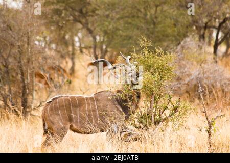 Männlicher großer Kudu (Tragelaphus strepsiceros). Krüger National Park. Südafrika Stockfoto