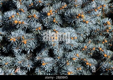 Hintergrundbild mit Nahaufnahme von colorado blaue Fichtennadeln und Kerzen. Stockfoto