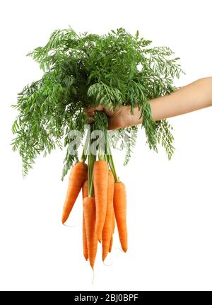 Frische Karotten in der Hand auf weiß isoliert Stockfoto