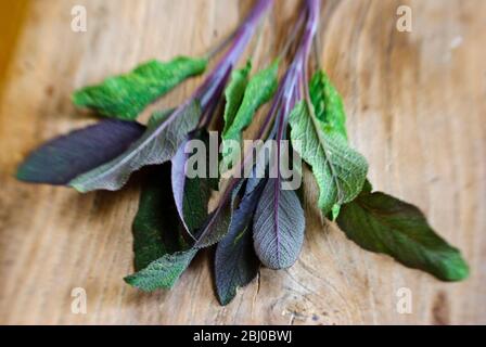 Frisch geschnittener Zweig aus violetten Salbeiblättern auf alter Holzfläche - Stockfoto