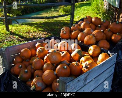 Großer Stapel von Kürbissen zum Verkauf außerhalb Land Bauernhof Shop für hallowe'en - Stockfoto