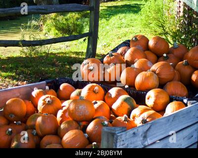 Großer Stapel von Kürbissen zum Verkauf außerhalb Land Bauernhof Shop für hallowe'en - Stockfoto