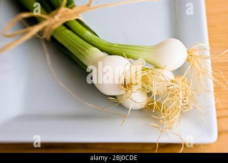 Kleine Spindel von frischen Salatzwiebeln auf weißem Teller - Stockfoto