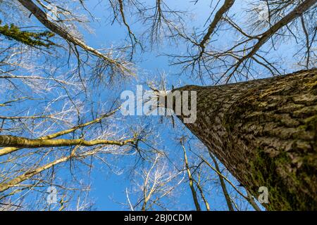 Vertikale Aufnahme von Pappel & Erlen gegen blauen Himmel im Frühjahr Stockfoto