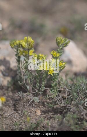 Sedum, wilde Sukkulente, im Sommer in der Prärie in Kappadokien Kayseri in der Türkei bekannt als Goldmoos Steinwurf. Stockfoto