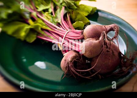 Ein Bündel frisch gegrabener, ganzer Rote Bete auf dunkelgrüner Platte. - Stockfoto