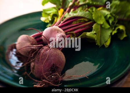 Ein Bündel frisch gegrabener, ganzer Rote Bete auf dunkelgrüner Platte. - Stockfoto