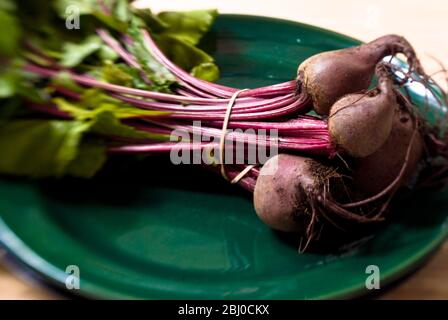 Ein Bündel frisch gegrabener, ganzer Rote Bete auf dunkelgrüner Platte. - Stockfoto