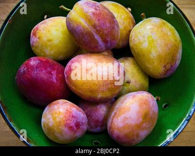 Grüne Töpferschale aus frisch gerafften Victoria Pflaumen - Stockfoto