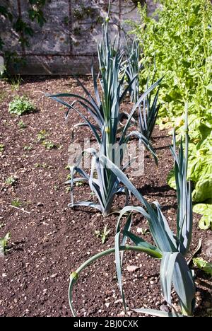 Lauch wächst in gepflegten ummauerten Garten des alten Hauses in Kent UK - Stockfoto