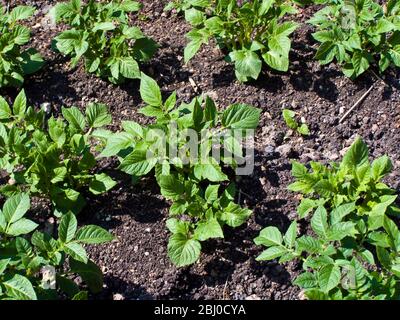 Kartoffelpflanzen, die sich zur Förderung des Kartoffelwachstums aufmachen - Stockfoto