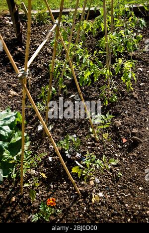 Junge Tomatenpflanzen wachsen draußen mit Bambusrohr Unterstützung - Stockfoto