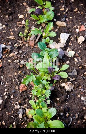 Eine Reihe von Sämlingen verschiedener gemischter Salatblätter in steinigen Gartenboden - Stockfoto