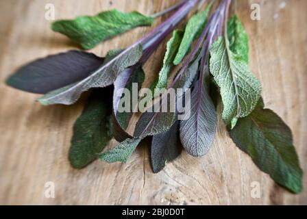 Frisch geschnittener Zweig aus violetten Salbeiblättern auf alter Holzfläche - Stockfoto