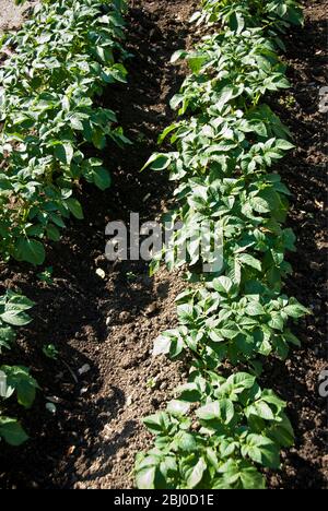 Kartoffelpflanzen, die sich zur Förderung des Kartoffelwachstums aufmachen - Stockfoto