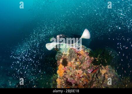 Ein riesiger Marmorrochen (fleckiger Fantail ray), der auf einem tiefen, farbenfrohen tropischen Korallenriff auf Thailands Similan Islands schwimmt Stockfoto