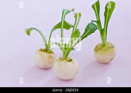 Drei kleine Rüben auf rosa Oberfläche - Stockfoto