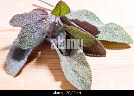 Violett gefärbte Salbeiblätter frisch gepflückt, auf Holzfläche. - Stockfoto