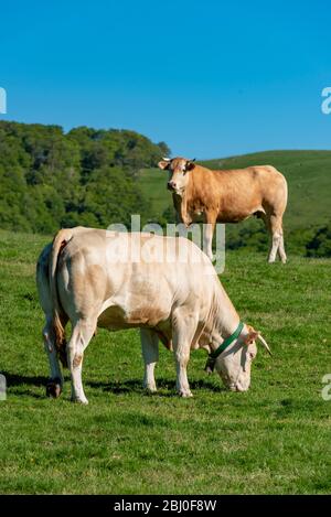 Kühe weiden in den Bergen, Erro Tal, Navarra, Spanien Stockfoto