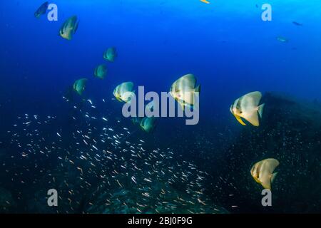 Unterwasserbild einer Schule von Langflossen-Fledermaus (Spadefish) in einem klaren, blauen, tropischen Ozean Stockfoto