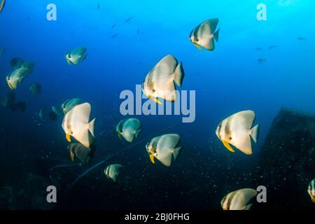 Unterwasserbild einer Schule von Langflossen-Fledermaus (Spadefish) in einem klaren, blauen, tropischen Ozean Stockfoto