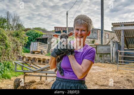 Eine scharf gerenderte alleinstehende Hündin, die ein 3 Tage altes kleines Lamm zur Lambing-Zeit auf einer Schaffarm in Cornwall hält. Der Hof ist der interessante Hintergrund. Stockfoto