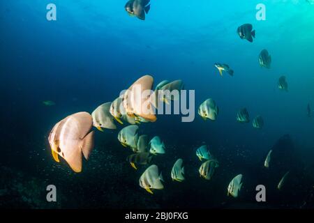 Unterwasserbild einer Schule von Langflossen-Fledermaus (Spadefish) in einem klaren, blauen, tropischen Ozean Stockfoto