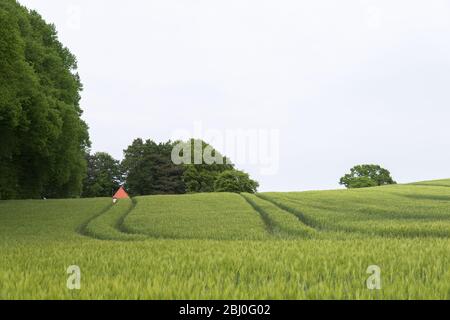 Kornfeld am Moränen-Hang, Gemeinde Boesdorf, Landkreis Plön, Schleswig-Holstein, Norddeutschland, Mitteleuropa Stockfoto